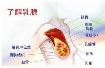 乳腺贴有用吗