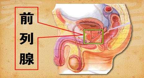 前列腺厂家